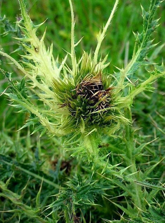 Cirsium spinosissimum (L.) Scop. / Cardo spinosissimo